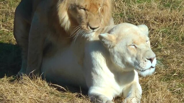 lion in white lioness copulate in the savannah. Life of wild animals in nature.