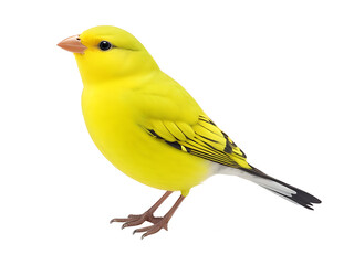 Canary