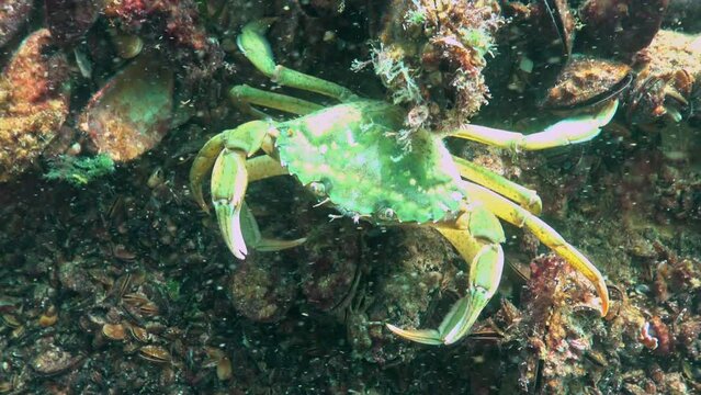 Black Sea, Nutrition of Green crab (Carcinus aestuarii), eating another species of crab, which caught at the bottom.