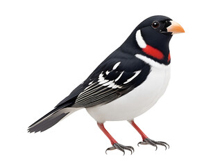 Grosbeak bird