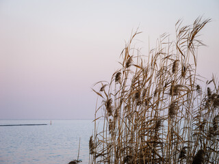 Fototapeta premium reeds on the beach