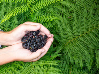 Harvest of wild forest blackberries. Blackberry berries