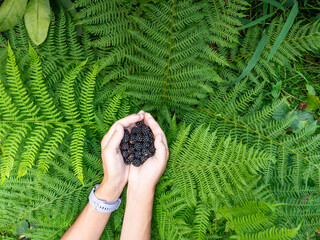 Female hands hold fresh blackberry. Mum hold berries in fern leaves.