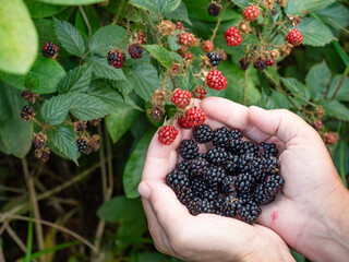 Wild Blackberries growing ripening twig Natural food - 642882168