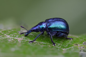 Rebenstecher oder Birkenblattroller - Byctiscus betulae