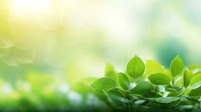 Green leaf for nature on a blurred background with beautiful bokeh and copy space for text.
