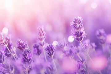 Sweet beautiful lavender flower field with bokeh background. - obrazy, fototapety, plakaty