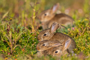  jeunes lapereaux de Lapin de garenne (Lapin commun, Oryctolagus cuniculus)