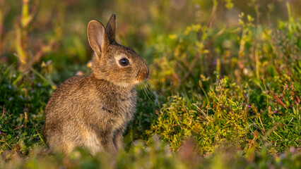  jeunes lapereaux de Lapin de garenne (Lapin commun, Oryctolagus cuniculus)