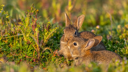  jeunes lapereaux de Lapin de garenne (Lapin commun, Oryctolagus cuniculus)