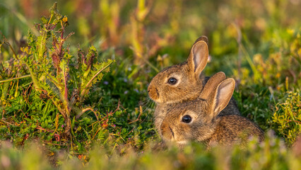  jeunes lapereaux de Lapin de garenne (Lapin commun, Oryctolagus cuniculus)