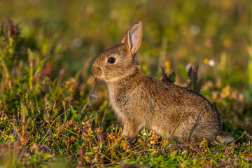  jeunes lapereaux de Lapin de garenne (Lapin commun, Oryctolagus cuniculus)