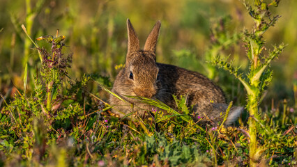  jeunes lapereaux de Lapin de garenne (Lapin commun, Oryctolagus cuniculus)
