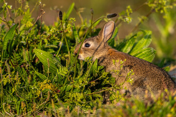 jeunes lapereaux de Lapin de garenne (Lapin commun, Oryctolagus cuniculus)