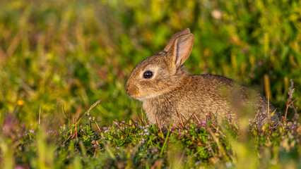 Naklejka na ściany i meble jeunes lapereaux de Lapin de garenne (Lapin commun, Oryctolagus cuniculus)