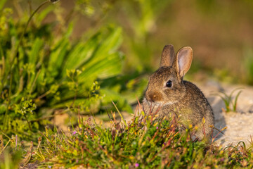  jeunes lapereaux de Lapin de garenne (Lapin commun, Oryctolagus cuniculus)