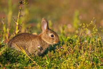 Fototapeta premium jeunes lapereaux de Lapin de garenne (Lapin commun, Oryctolagus cuniculus)