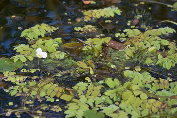 leaves on the water
