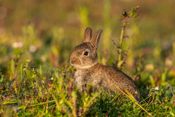  jeunes lapereaux de Lapin de garenne (Lapin commun, Oryctolagus cuniculus)