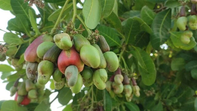Agriculture. Cashews have a rich nutty flavor, similar to almonds or peanuts.
