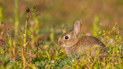  jeunes lapereaux de Lapin de garenne (Lapin commun, Oryctolagus cuniculus)