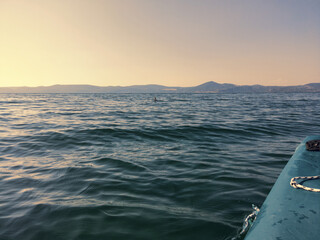 Boating in kayak at sunset on Bracciano lake at with encounter of cormorant fishing in water
