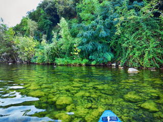 Rowing near lake shore with transparent water and lush greenery with colorful shades of green from dark to bright