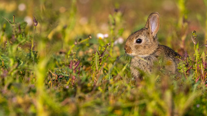  jeunes lapereaux de Lapin de garenne (Lapin commun, Oryctolagus cuniculus)