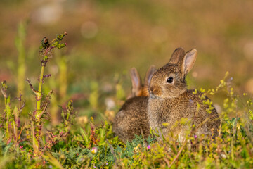  jeunes lapereaux de Lapin de garenne (Lapin commun, Oryctolagus cuniculus)
