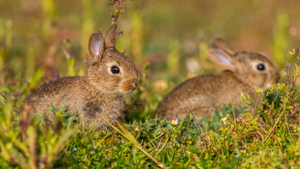 jeunes lapereaux de Lapin de garenne (Lapin commun, Oryctolagus cuniculus)