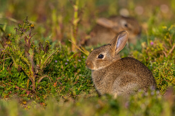Fototapeta premium jeunes lapereaux de Lapin de garenne (Lapin commun, Oryctolagus cuniculus)