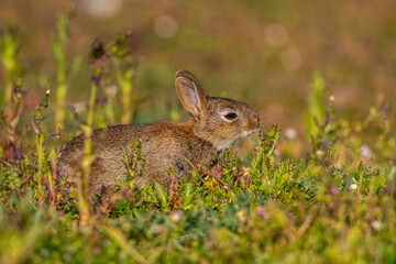  jeunes lapereaux de Lapin de garenne (Lapin commun, Oryctolagus cuniculus)