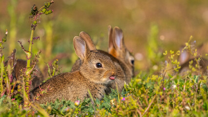  jeunes lapereaux de Lapin de garenne (Lapin commun, Oryctolagus cuniculus)