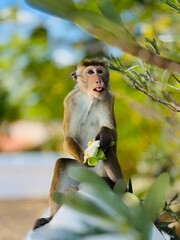 japanese macaque sitting on the tree