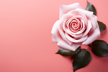 Beautiful pink rose on pink background, flat lay. Space for text