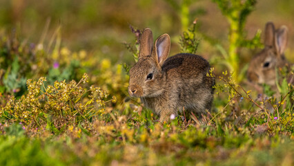  jeunes lapereaux de Lapin de garenne (Lapin commun, Oryctolagus cuniculus)