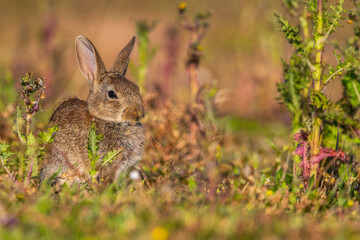  jeunes lapereaux de Lapin de garenne (Lapin commun, Oryctolagus cuniculus)