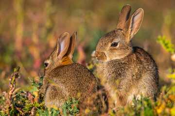  jeunes lapereaux de Lapin de garenne (Lapin commun, Oryctolagus cuniculus)