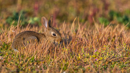  jeunes lapereaux de Lapin de garenne (Lapin commun, Oryctolagus cuniculus)