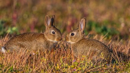  jeunes lapereaux de Lapin de garenne (Lapin commun, Oryctolagus cuniculus)