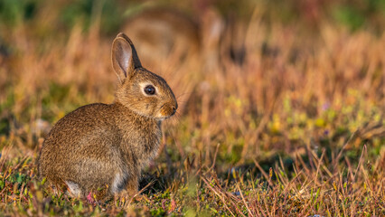  jeunes lapereaux de Lapin de garenne (Lapin commun, Oryctolagus cuniculus)