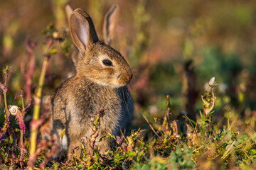  jeunes lapereaux de Lapin de garenne (Lapin commun, Oryctolagus cuniculus)