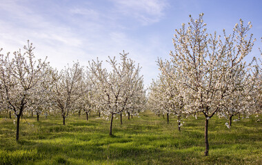 Beautiful blooming orchard at sunset.