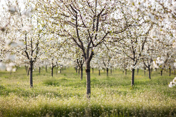 Fototapeta premium Beautiful blooming orchard at sunset.