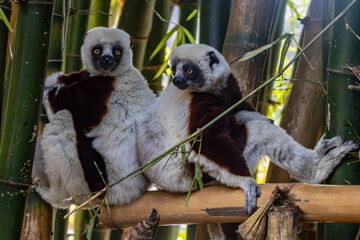 Coquerel's sifaka