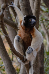 Crowned sifaka