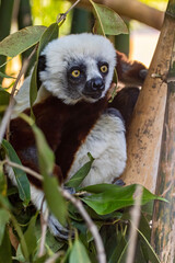 Coquerel's sifaka
