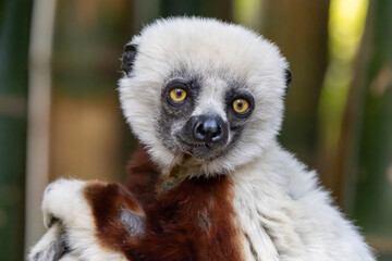 Coquerel's sifaka