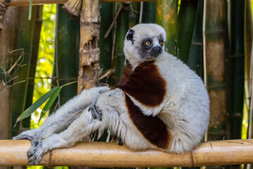 Coquerel's sifaka