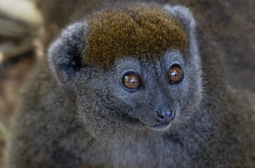 eastern lesser bamboo lemur © Raphael